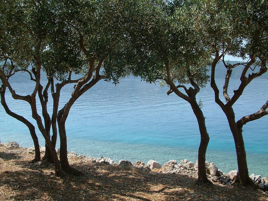 Sea, View, Tree, Sight, sea view, mediterranean, nature, outdoors HD wallpaper
