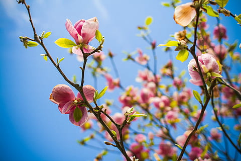 Spring is Here, blooms, tree, nature, flower, pink Color, springtime HD wallpaper