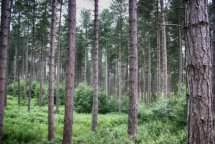 green and brown forest photography, trees, wood, nature, summer HD wallpaper