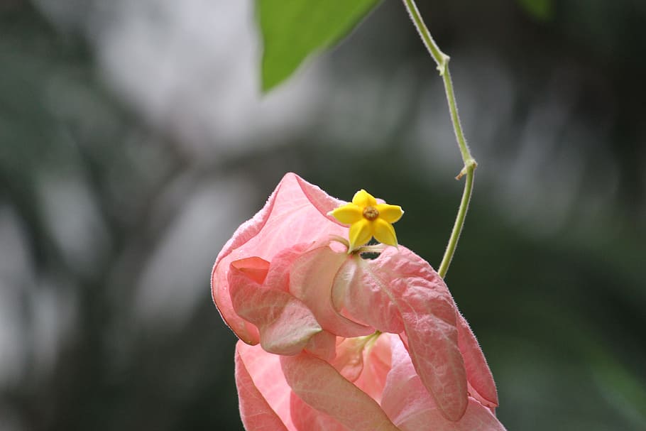 Forest, Leaf, Flower, petal, fragility, one animal, pink color HD wallpaper