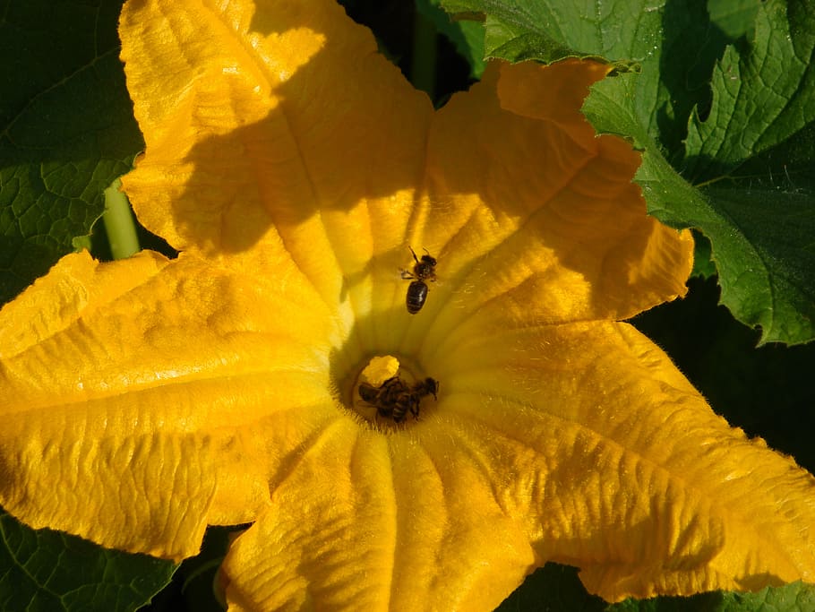 flower, zucchini, bees, flowering plant, fragility, vulnerability HD wallpaper
