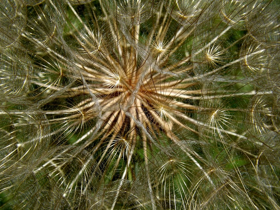dandelion, snowflake, plant, celebration, growth, nature, backgrounds HD wallpaper