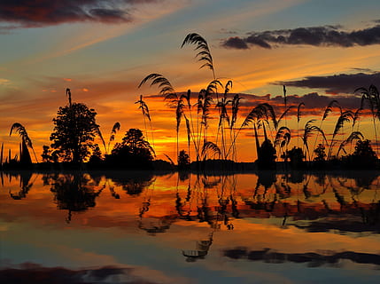 reflection of silhouette of trees and plants on water during sunset HD wallpaper