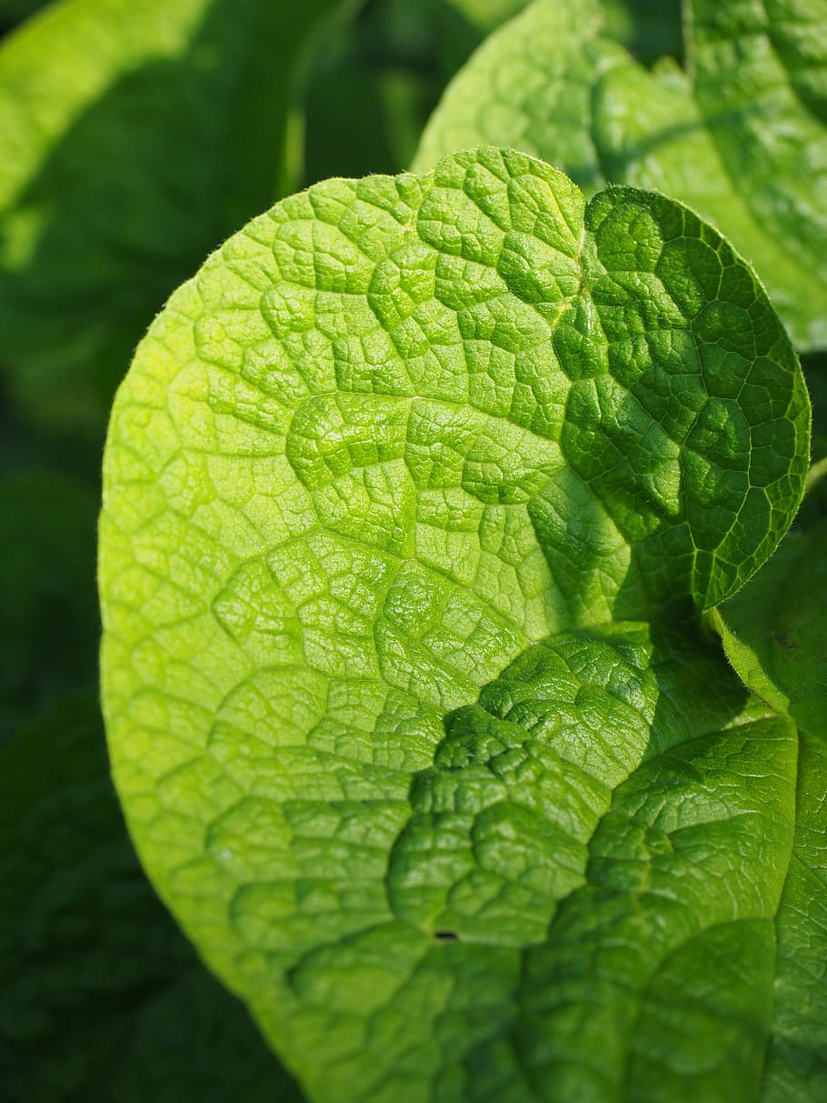 green leafed plant, nature, wrinkled, thong, rau, kraus, ruffled HD wallpaper