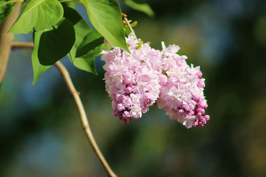 without, lilac, spring, plant, black, lilac flower, flourishing HD wallpaper