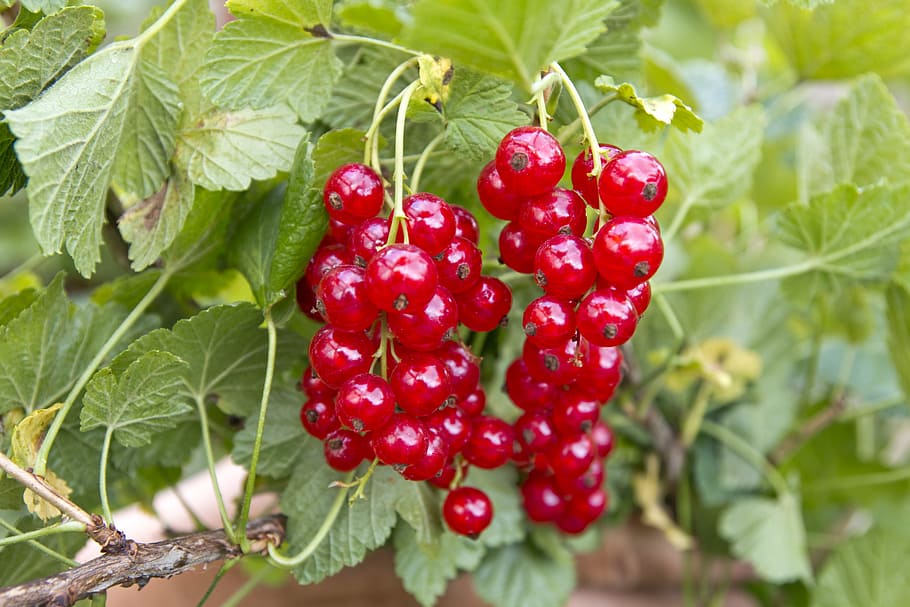 red berries in vine, Red, Bush, Bush, Currant, Garden, Fruit HD wallpaper