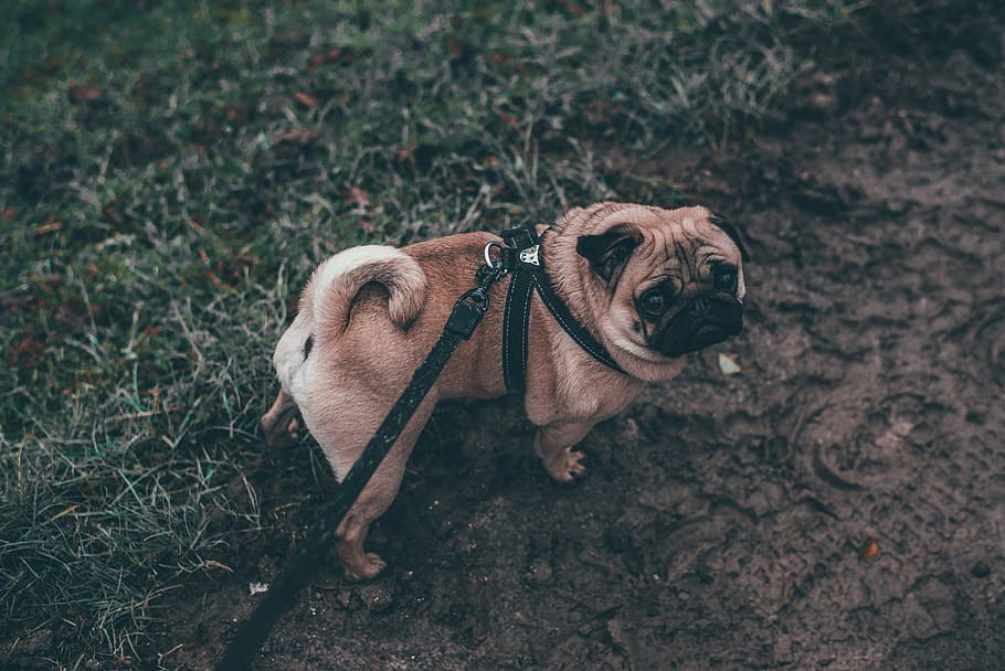 brown pug lying on green grass field, adult fawn pug with black dog leash on the green grass field HD wallpaper