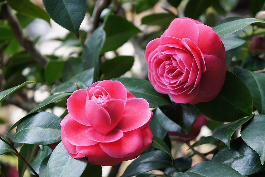 flower, rose, flora, leaf, petal, flowering plant, beauty in nature HD wallpaper