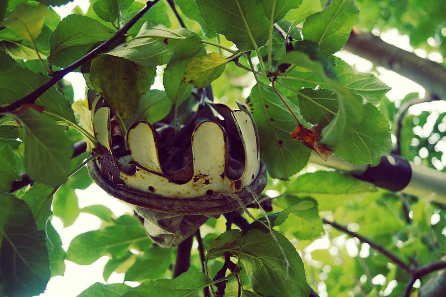 when, fruit, harvest, pick, tree, fruit tree, garden, apfelernte HD wallpaper