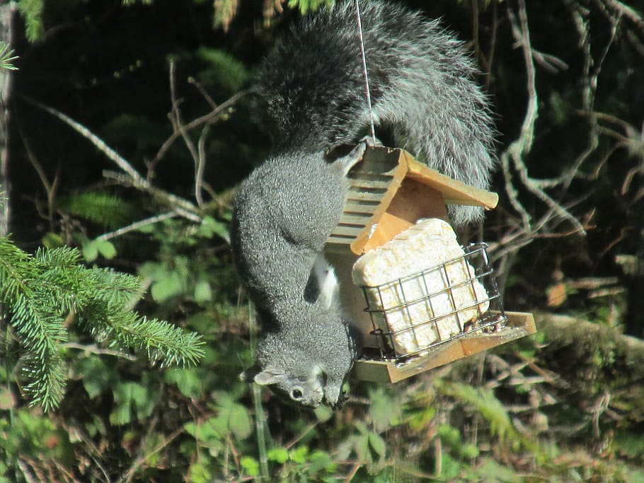 squirrel, ingenious, problem solving, nature, hungry, possibilities