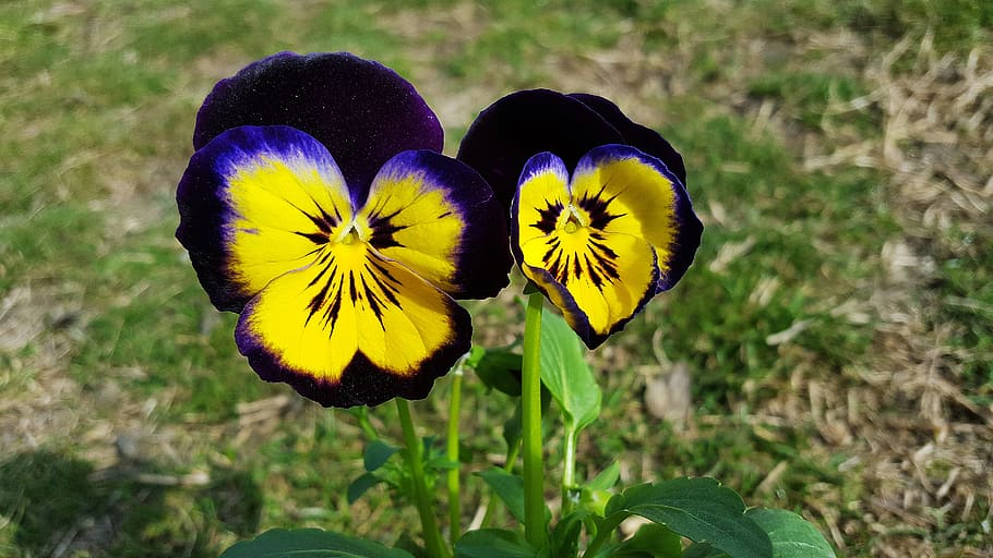 pansies, viola tricolor, pansy flower, purple pansy, yellow pansy, HD wallpaper