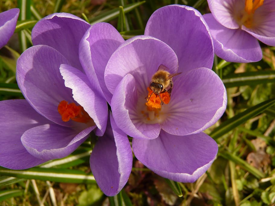Crocus, Plant, Garden, Close, Macro, flowers, spring, meadow HD wallpaper