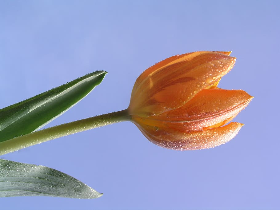 tulips, flower, bloom, food, freshness, colored background HD wallpaper