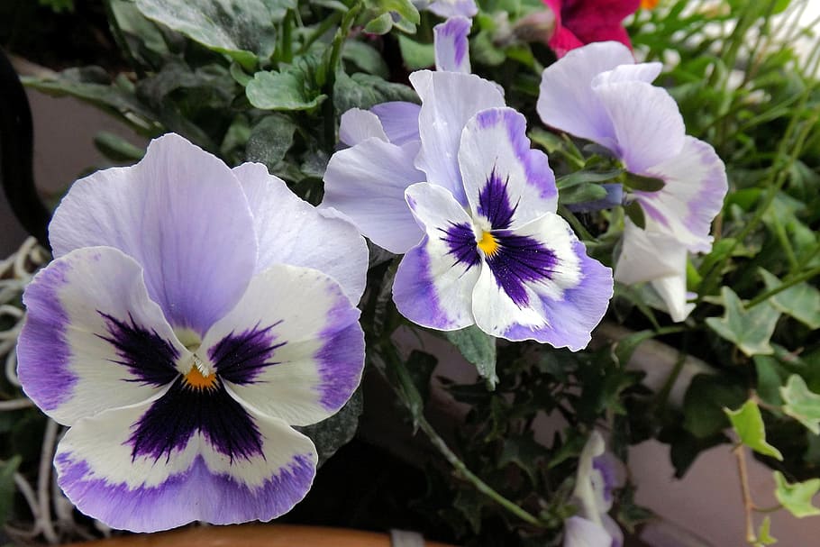 Pansy, Spring, Flower Bed, blue, flowers, purple, petal, nature HD wallpaper
