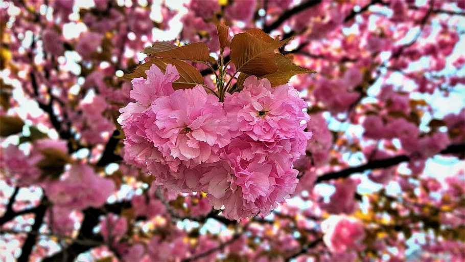 fold cherry, king triple cherry, cherry tree, yoshino cherry tree HD wallpaper