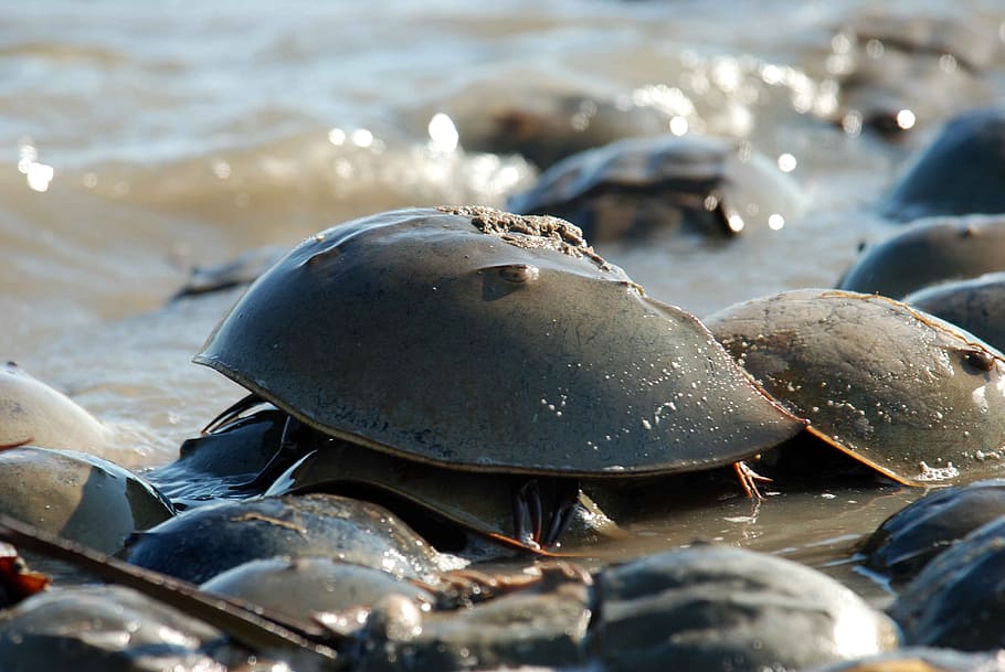 coast, crab, horseshue, polyphemus, limulus, horseshoe, lobsters HD wallpaper