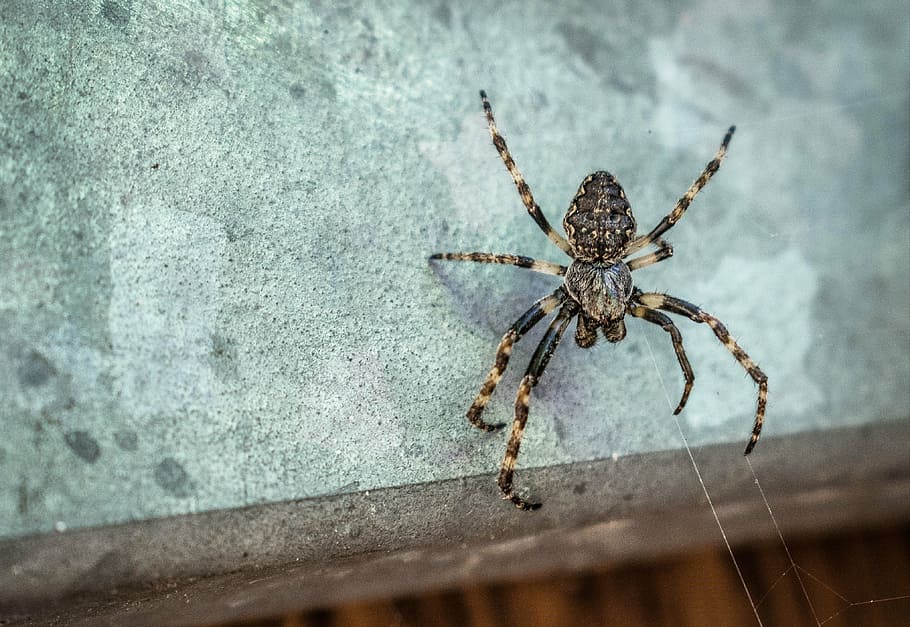 spider, insect, balcony, pattern, nature, animal themes, invertebrate HD wallpaper