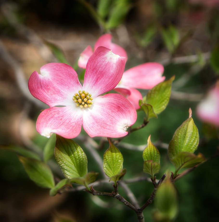 Dogwoods 1080P, 2K, 4K, 5K HD wallpapers free download | Wallpaper Flare