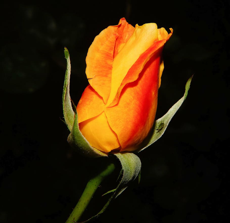 rose, blossom, bloom, red, orange, plant, beautiful, fragrance HD wallpaper