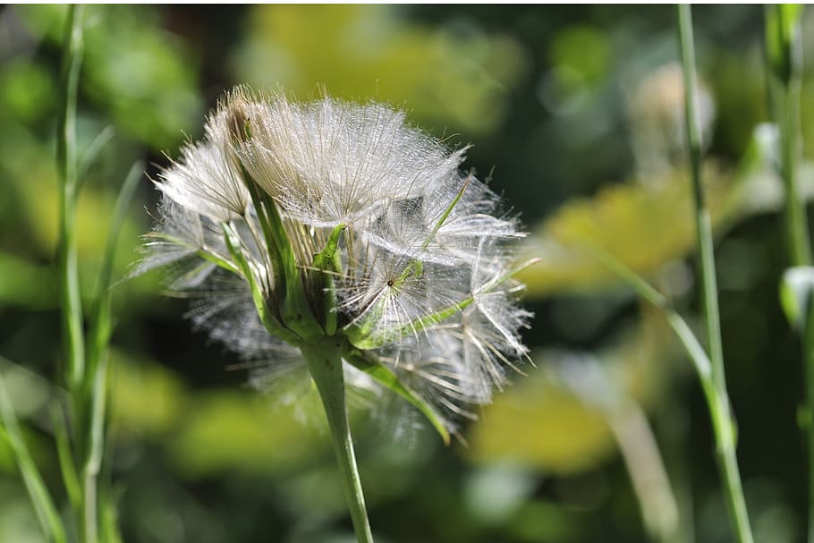dandelion, seeds, screen, anemochorie, screen aviator seeds HD wallpaper
