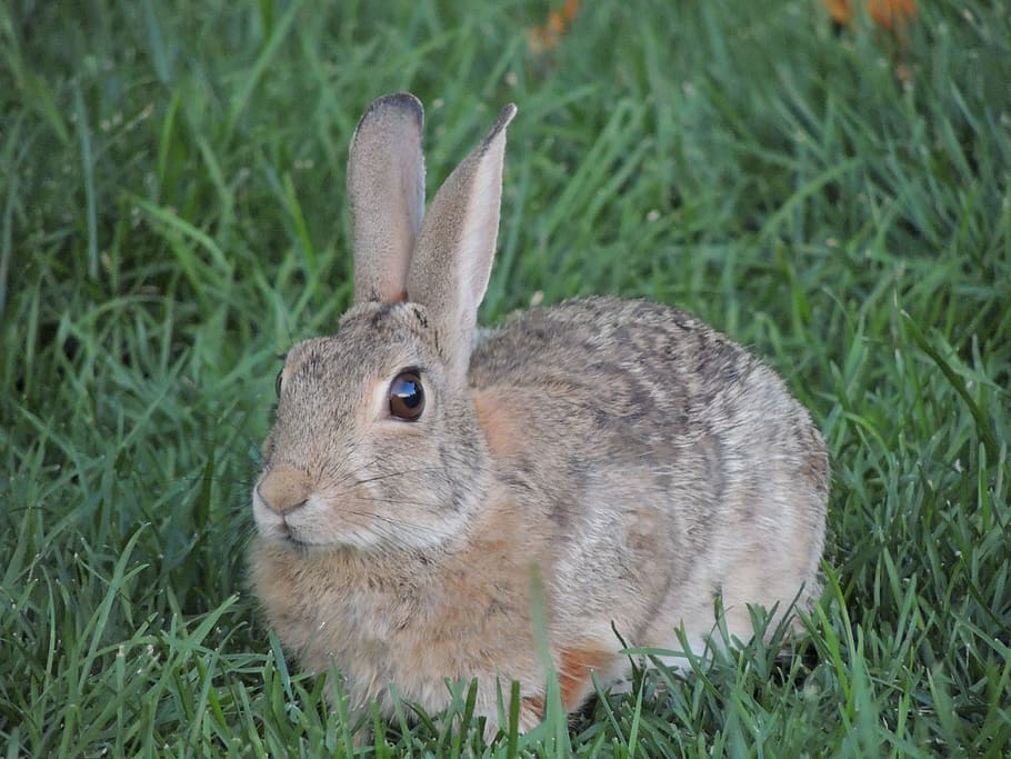 brown rabbit sitting on green grass, bunny, animal, wild, nature HD wallpaper