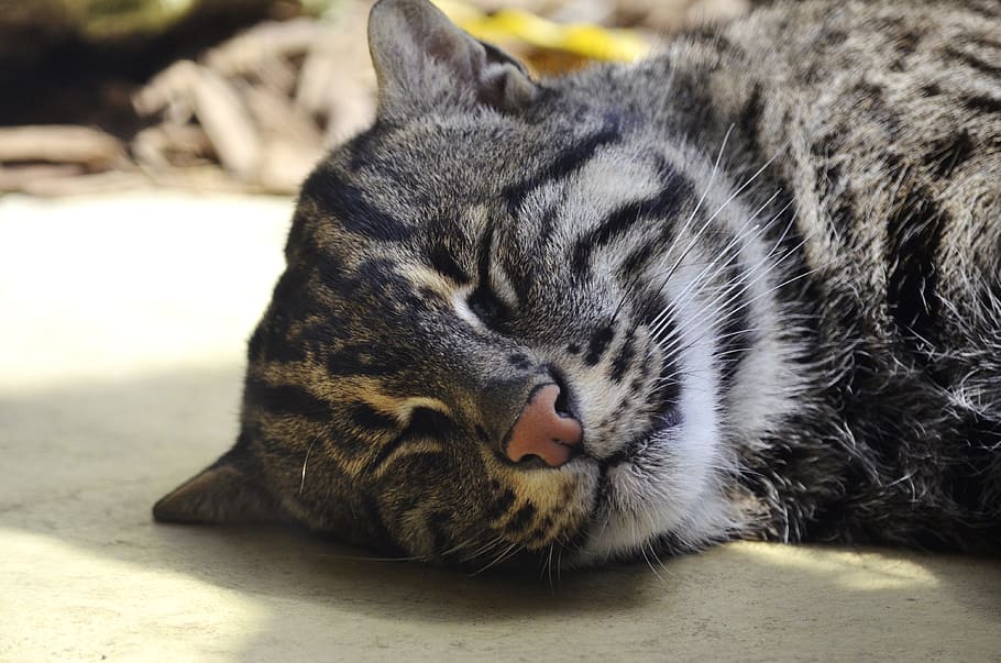 fishing cat, predator, rarely, hunt, protected, animal, feline HD wallpaper
