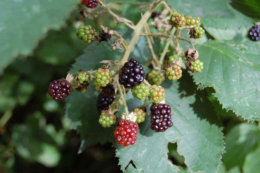 Bramble fruit 1080P, 2K, 4K, 5K HD wallpapers free download | Wallpaper