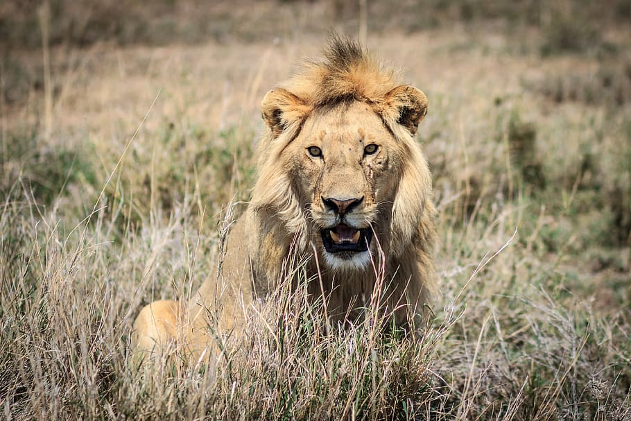 Lion - Tanzania, brown lion sitting surrounded by grass, mane HD wallpaper