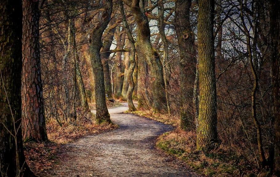 photo of forest trees, nature, landscape, leaf, park, autumn HD wallpaper