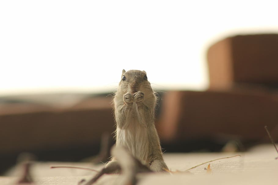 animal, squirrel, one animal, mammal, selective focus, vertebrate HD wallpaper