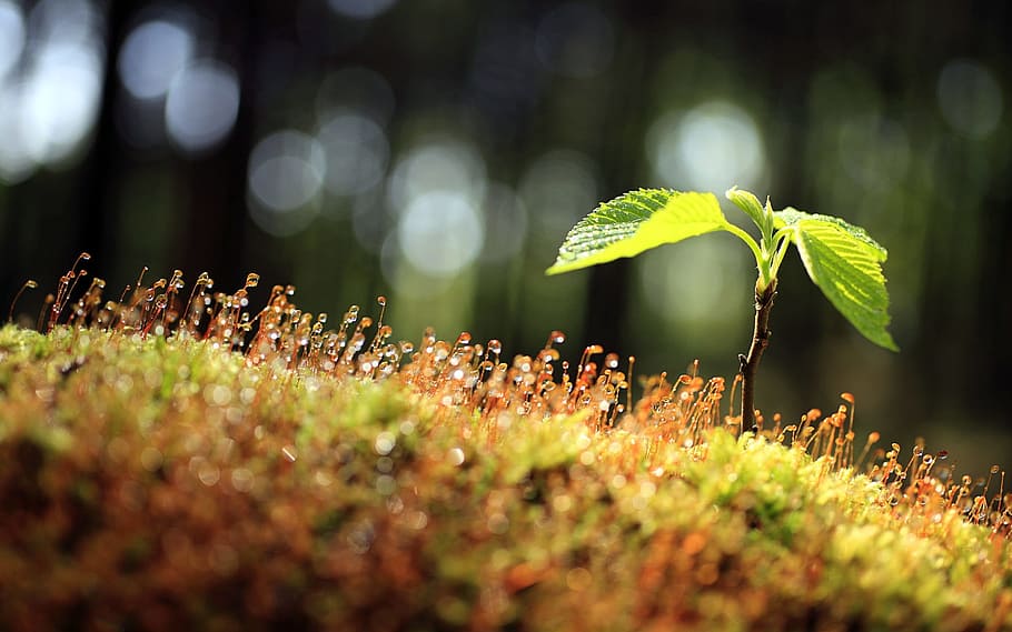 selective focus photography of green leaf, spring, nature, the flower bud HD wallpaper