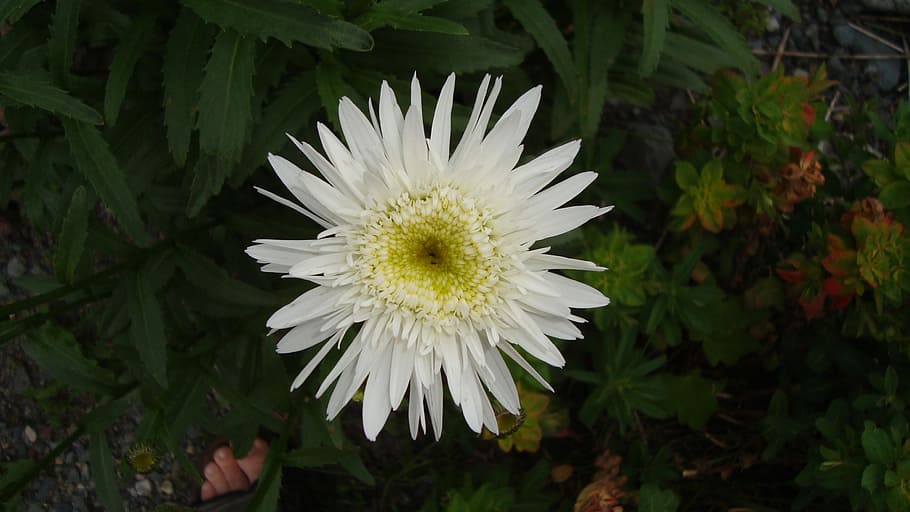 flower, white flower, bloom, flowering plant, freshness, petal HD wallpaper