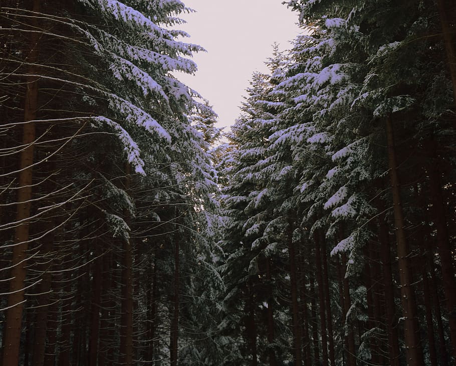 trees covered with snow, tall green trees in forest during daytime HD wallpaper