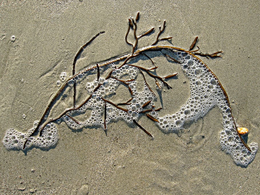 brown tree branch on sand during daytime, seaweed, bubble, beach HD wallpaper