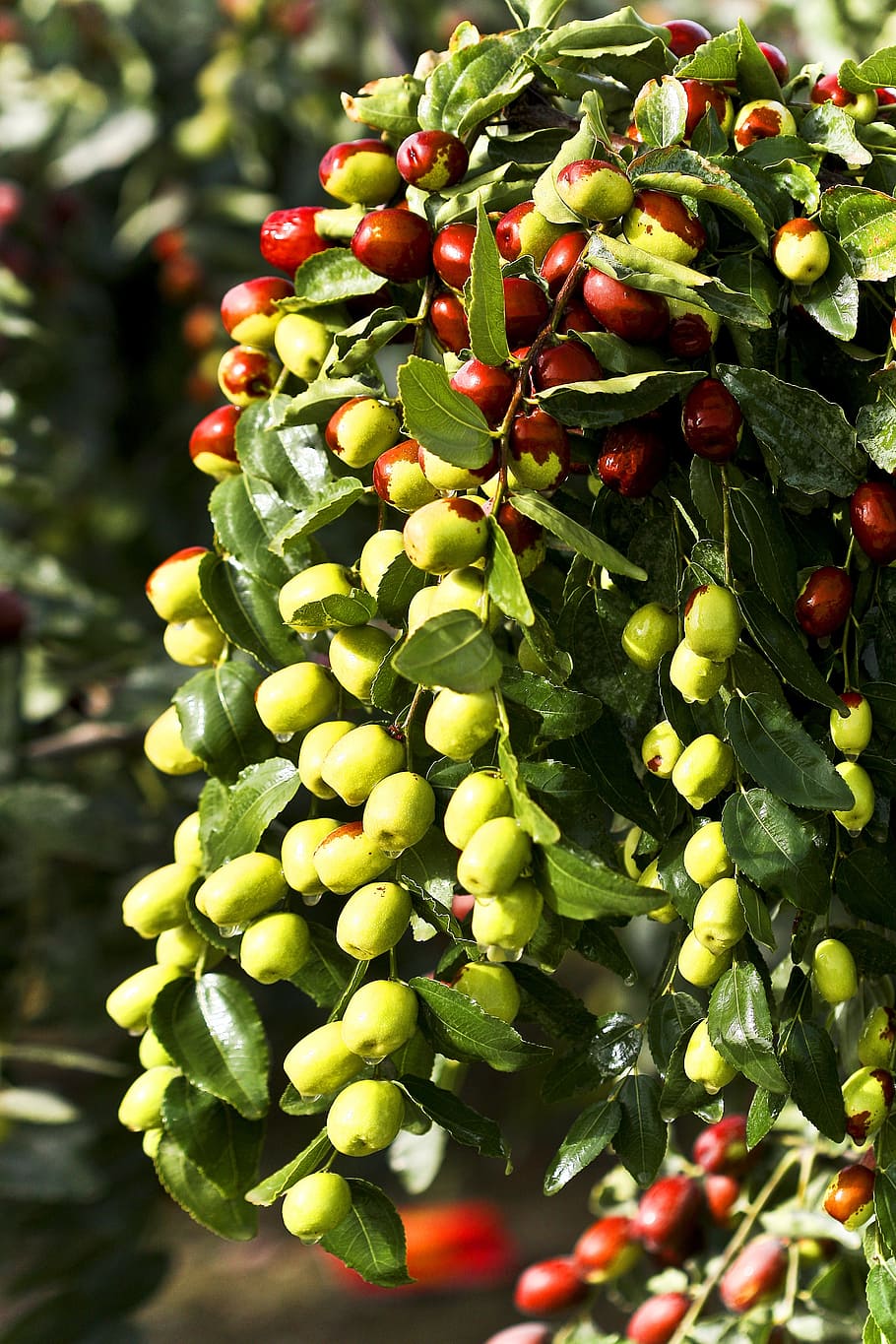 Jujube, Food, green dates, green color, food and drink, agriculture