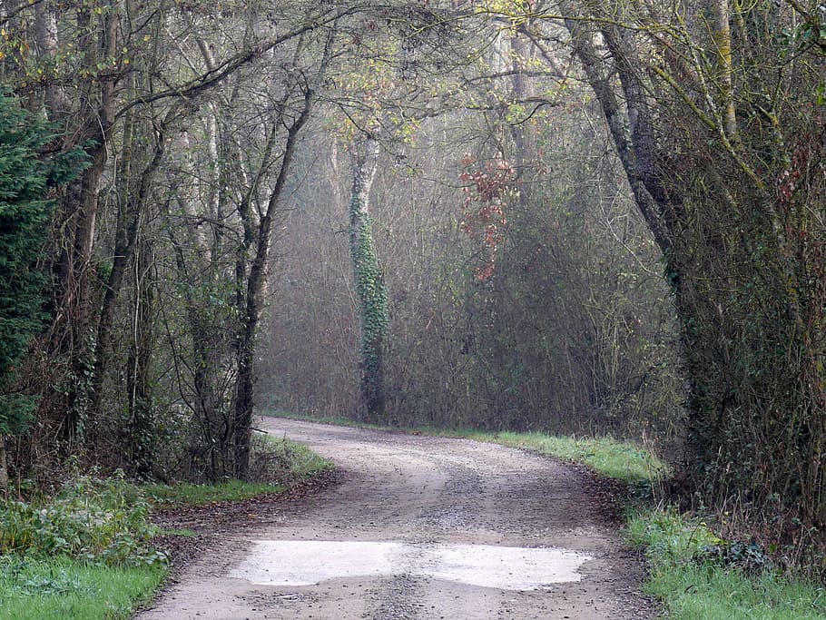 anjou, forest, light, trees, color, nature, road, outdoors HD wallpaper