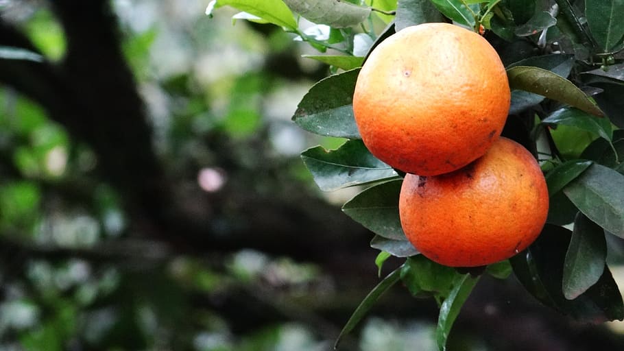 orange, green, fruit, nature, green leaves, oranges, healthy eating HD wallpaper