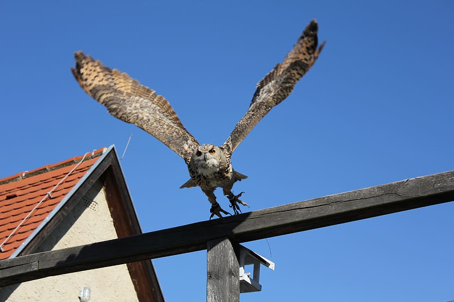 bird, owl, fly, animal, animal themes, animal wildlife, animals in the wild HD wallpaper