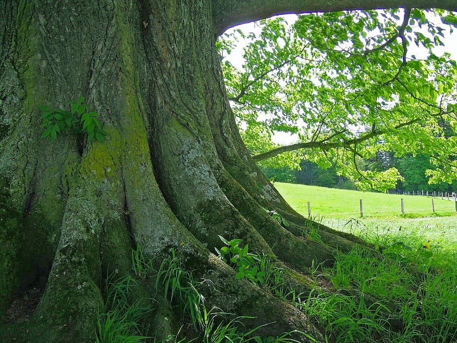 green-bark tree on grass field during daytime, root, tribe HD wallpaper