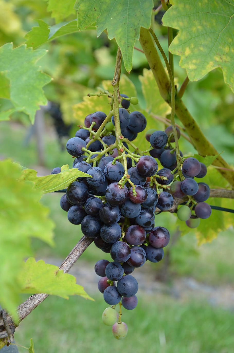 Grapes, Grapevine, Wine, blue, winegrowing, vineyard, fruit HD wallpaper