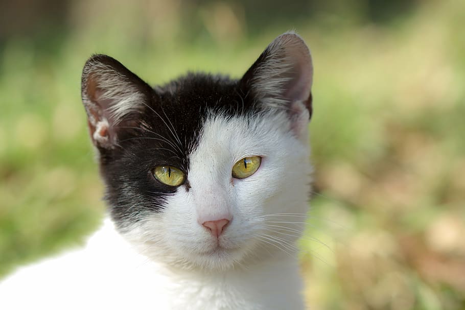 cat, black, green, white, animal, pet, eyes, fur, out, animal themes HD wallpaper