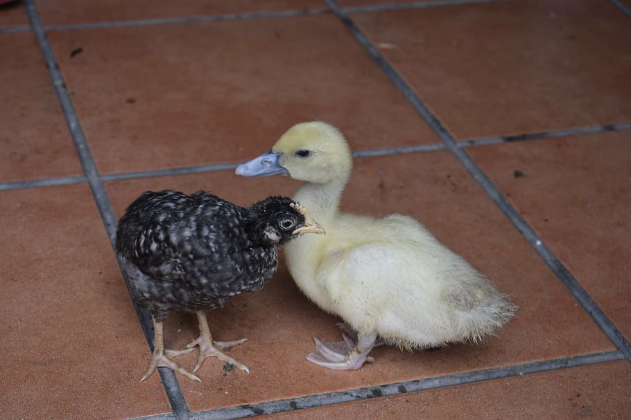 chick, duck, farm, bird, animal themes, vertebrate, group of animals HD wallpaper
