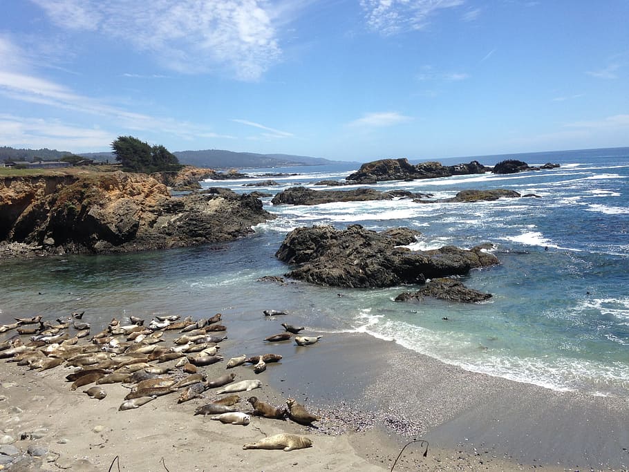 Harbor Seals, Pacific Ocean, Ocean, Sea, Sea Ranch, coast, beach, HD wallpaper