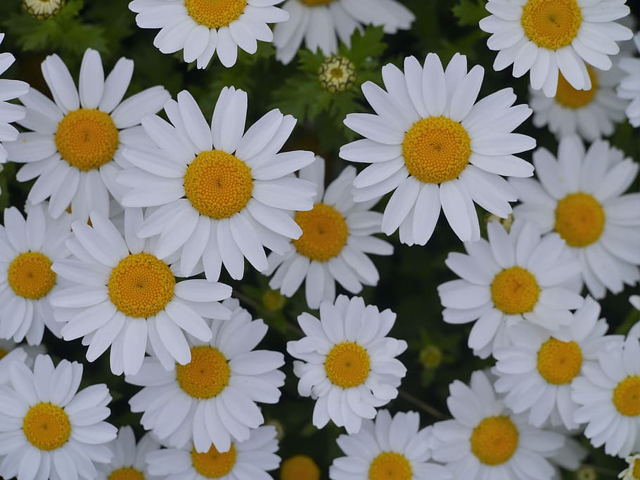 close-up photography of ox-eyed daisy flower in bloom, margaret HD wallpaper