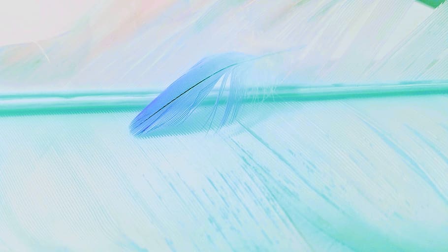 abstract, desktop, nature, feathers, pattern, color, texture HD wallpaper