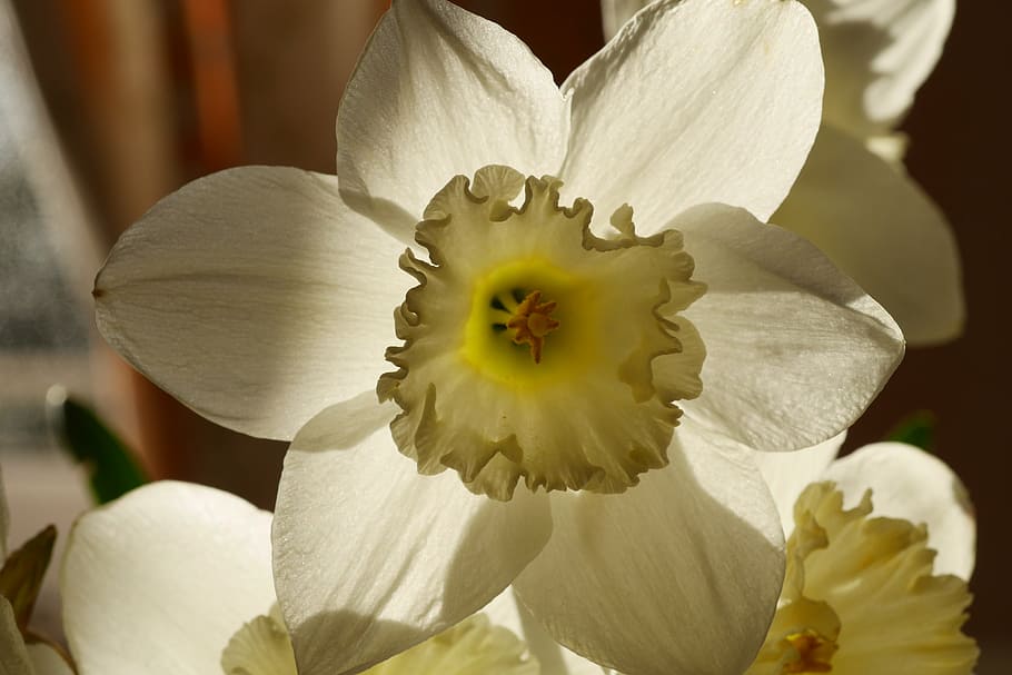 easter, flower, easter flower, yellow, white, celebration, spring HD wallpaper