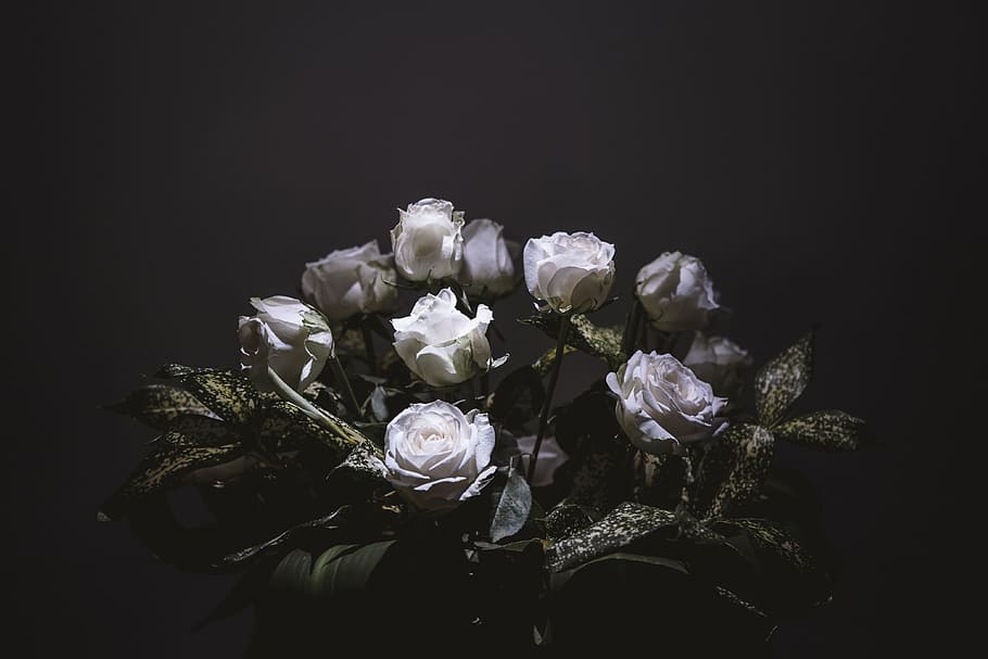 flower, rose, light and shadow, white, black, bouquet, flowering plant HD wallpaper