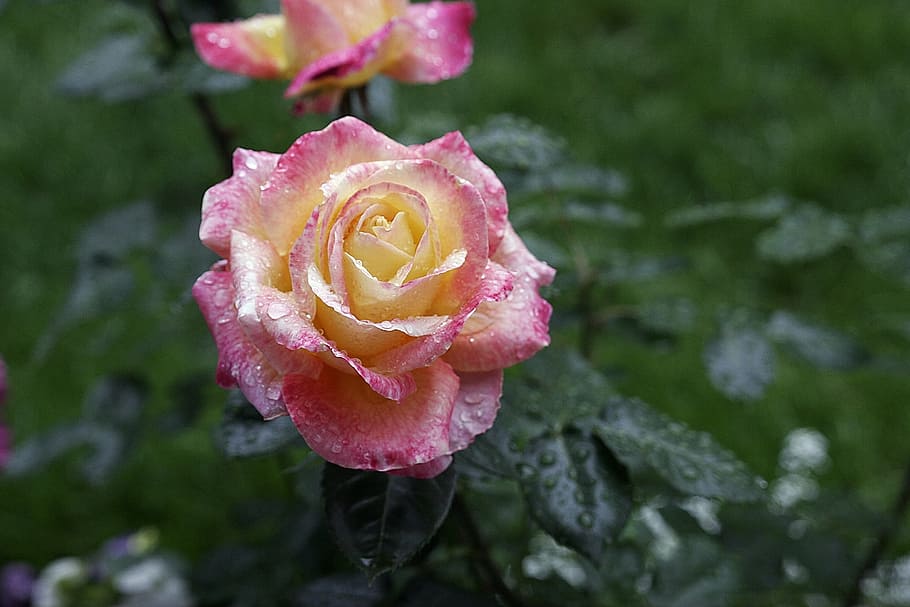 flower, rose, yellow, pink, colorful, petal, nature, floral HD wallpaper