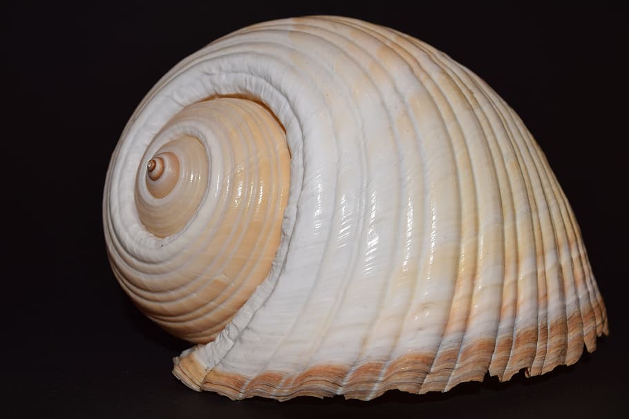 brown and white shell, Seashell, Mother Of Pearl, housing, maritime