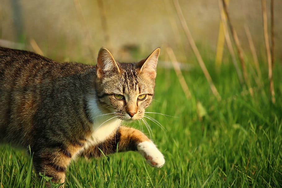 cat, kitten, mackerel, tiger cat, cat baby, young cat, domestic Cat HD wallpaper